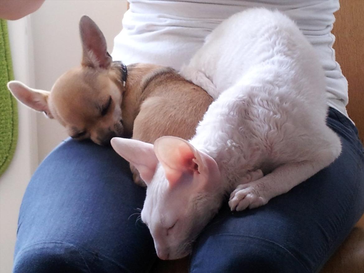 Cornish Rex DK Felis Schwencke Eowyn *Baby Boogie* - Dejlige Boogie putter med min Chihuahua :)
12/10-2011 billede 18