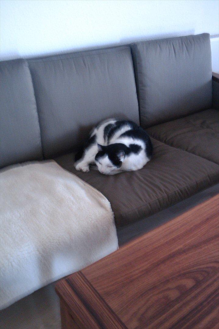 Huskat Plet billede 2