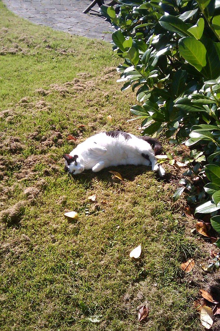 Huskat Plet billede 3