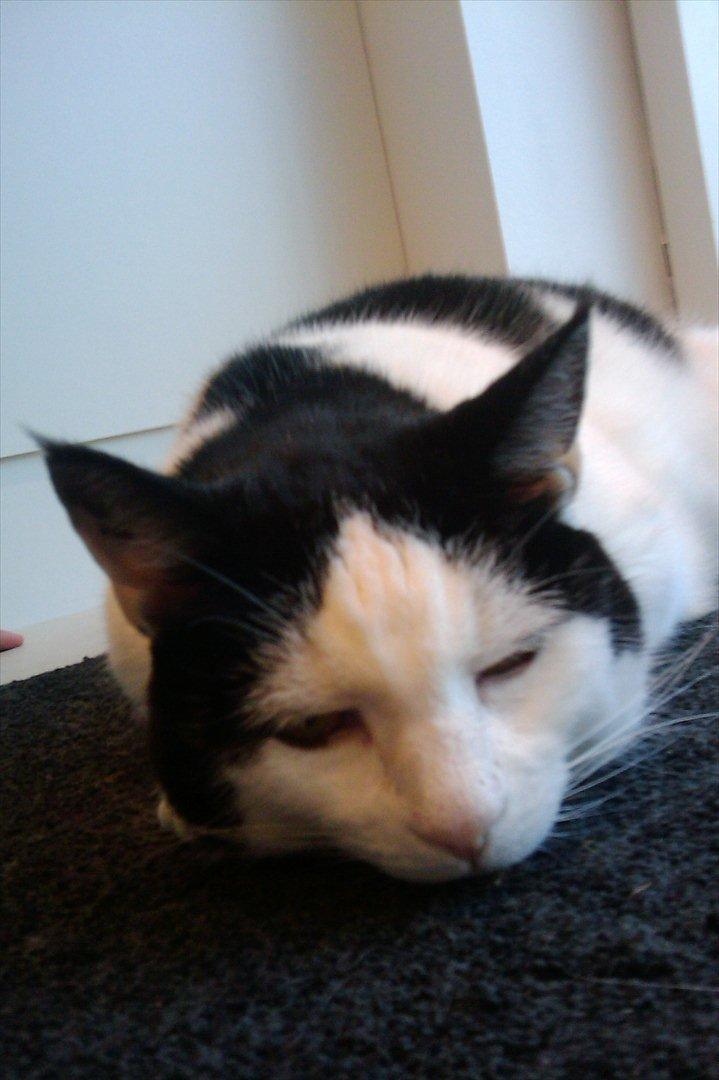 Huskat Plet billede 4