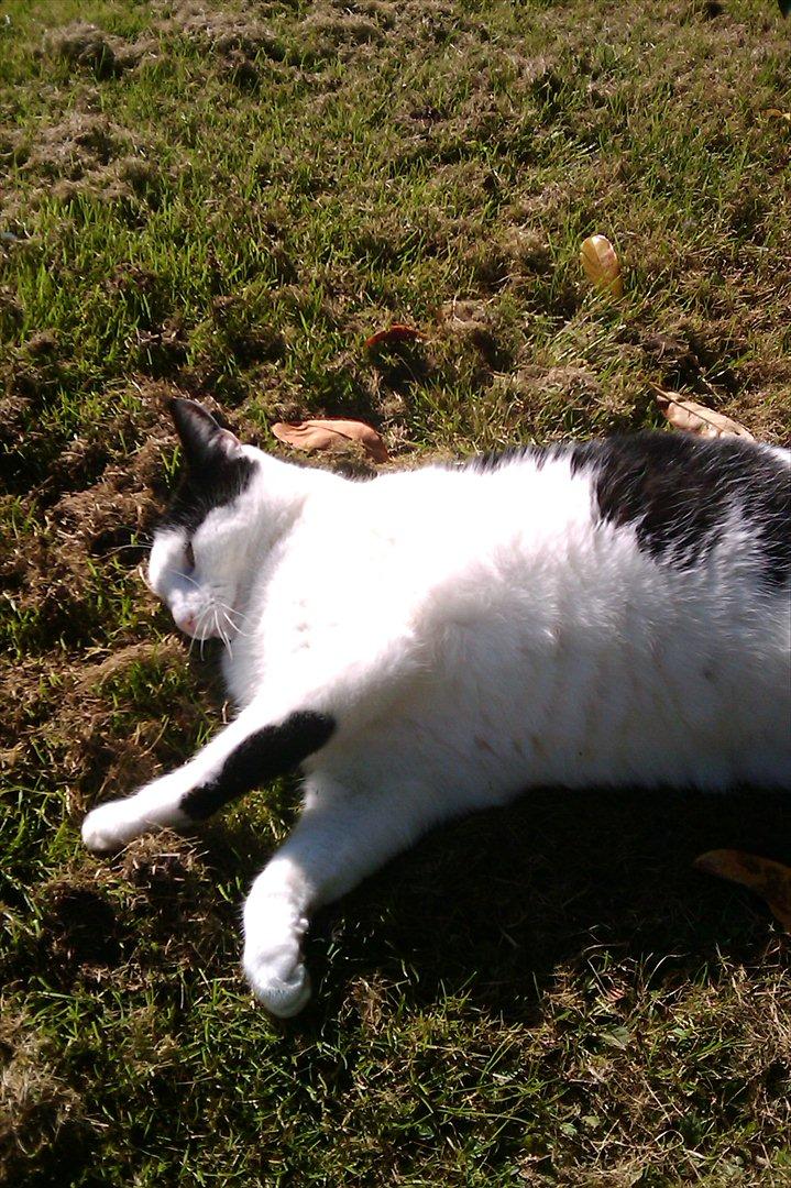 Huskat Plet billede 5