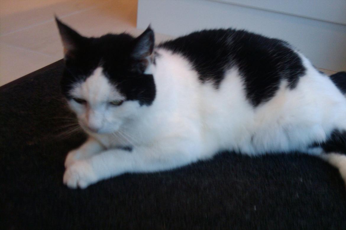 Huskat Plet billede 6