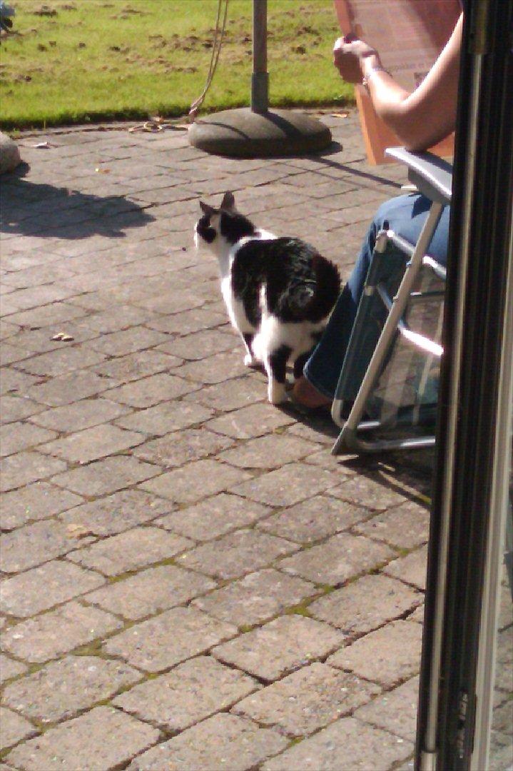 Huskat Plet billede 7