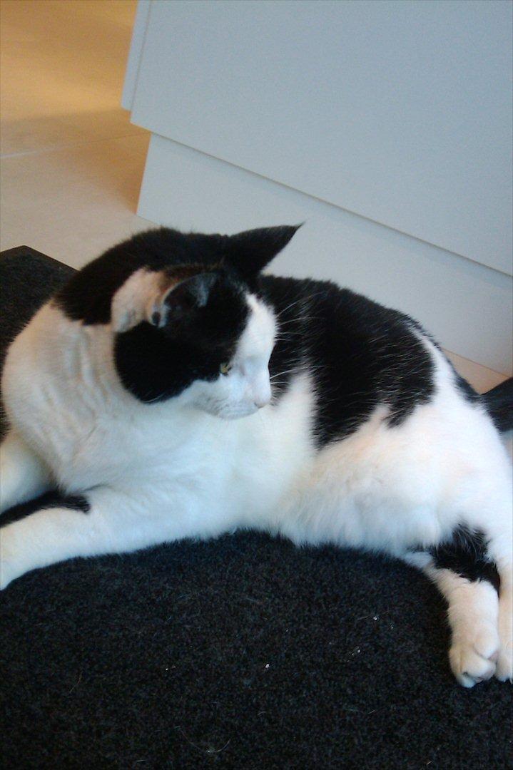 Huskat Plet billede 8