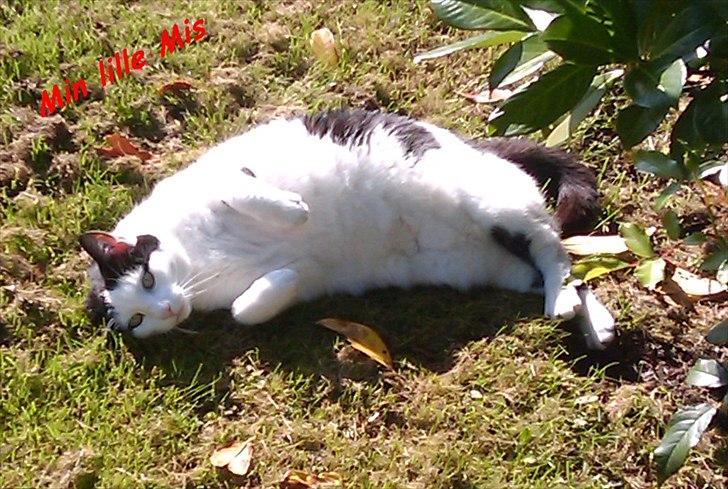 Huskat Plet billede 9