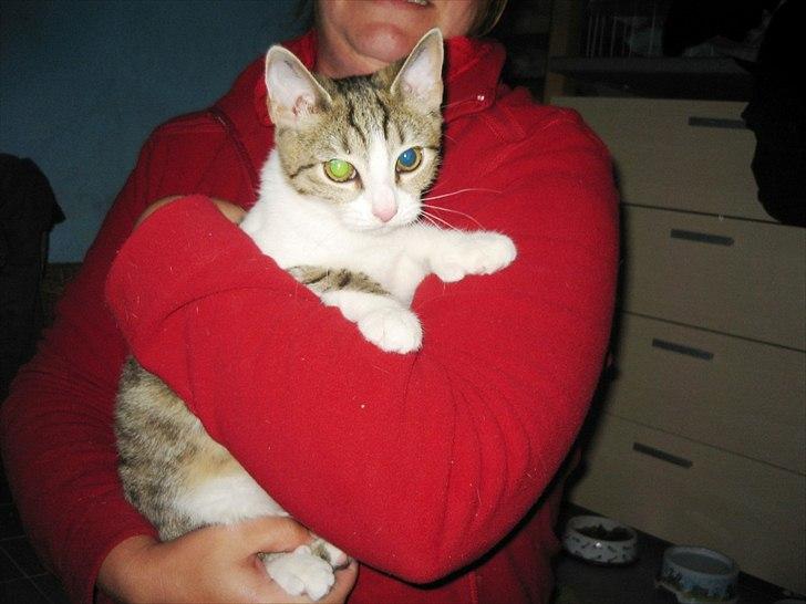 Huskat Bella billede 1