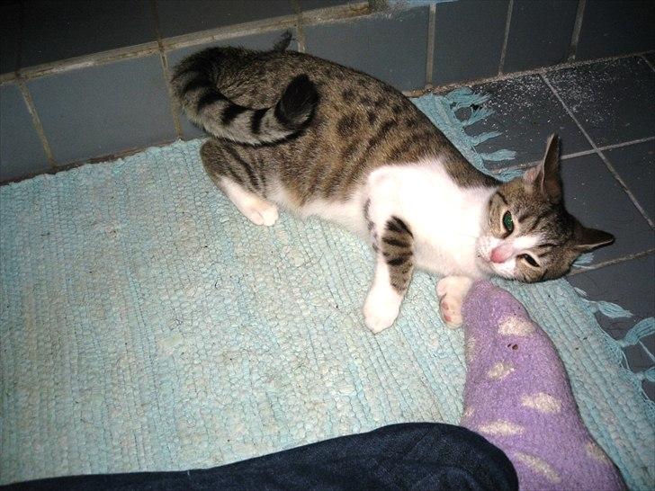 Huskat Bella billede 2