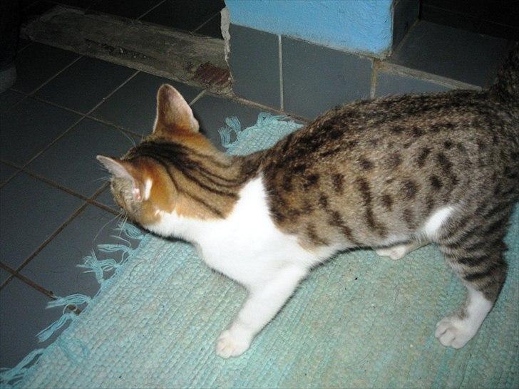 Huskat Bella billede 3