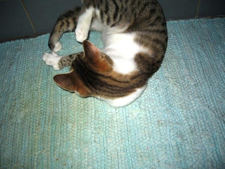 Huskat Bella billede 4