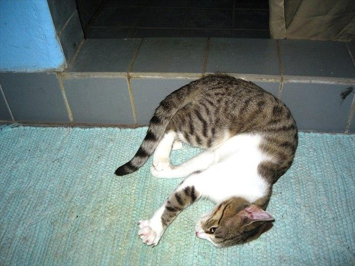 Huskat Bella billede 5