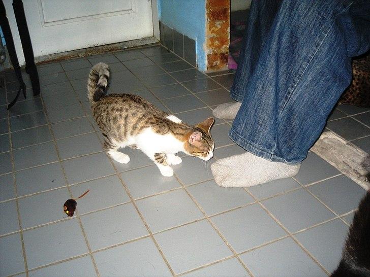 Huskat Bella billede 6