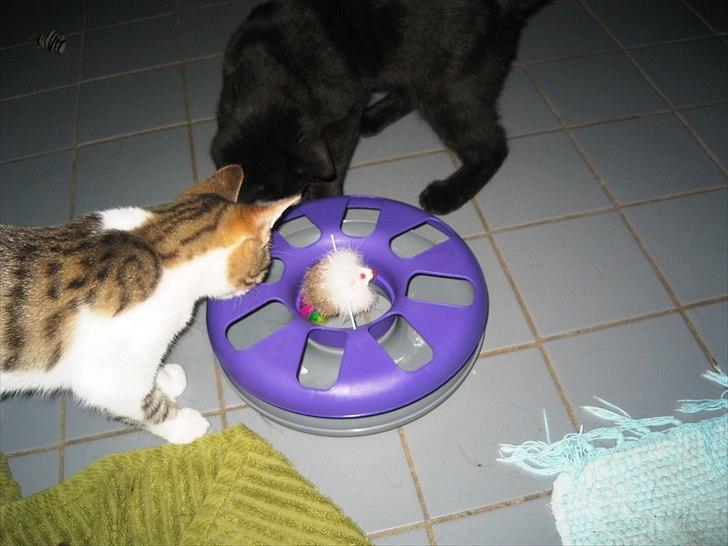 Huskat Bella billede 7