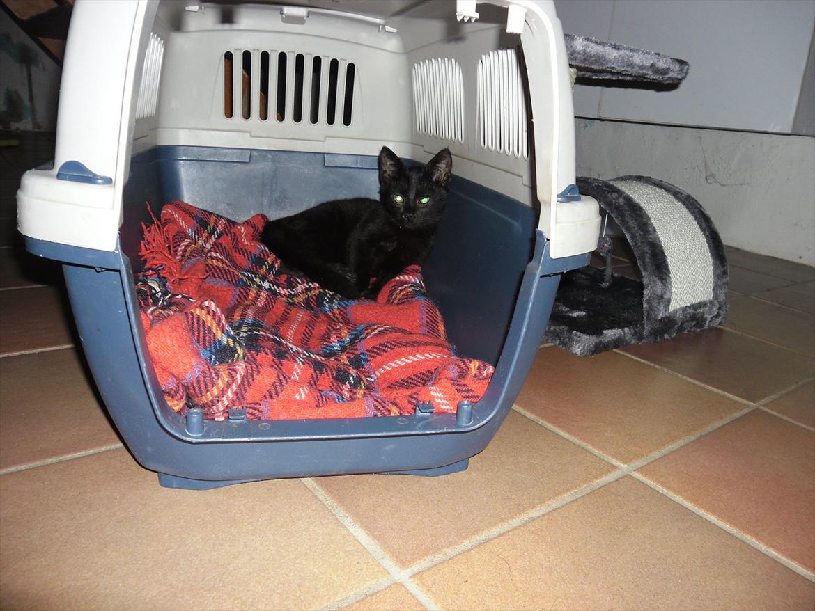 Huskat Fantom billede 3