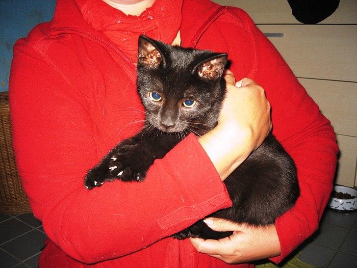 Huskat Edward billede 1