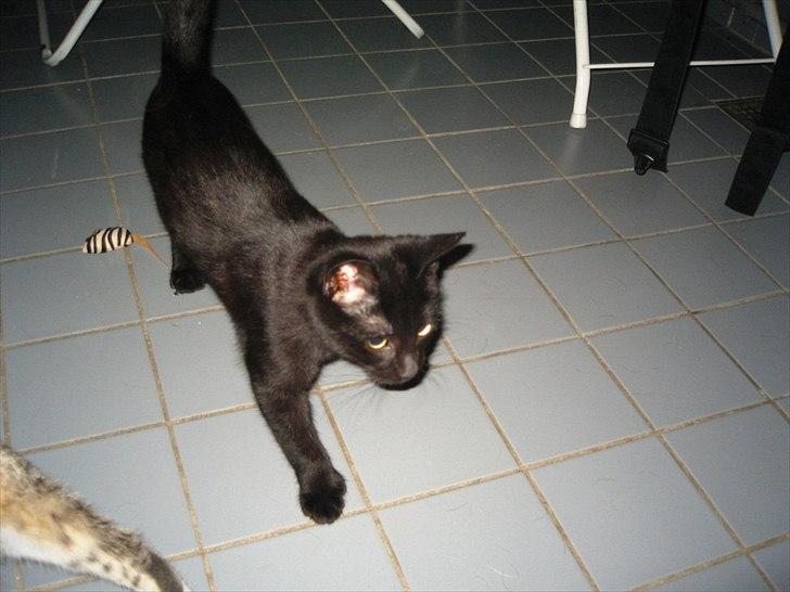 Huskat Edward billede 2