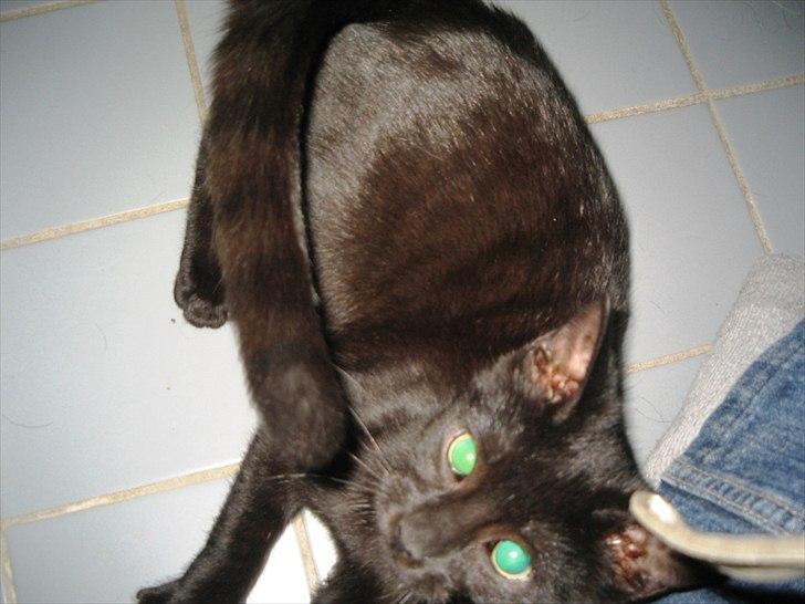 Huskat Edward billede 3