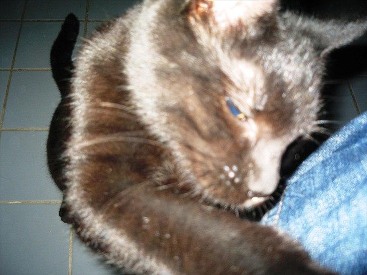 Huskat Edward billede 4