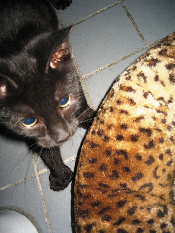 Huskat Edward billede 5