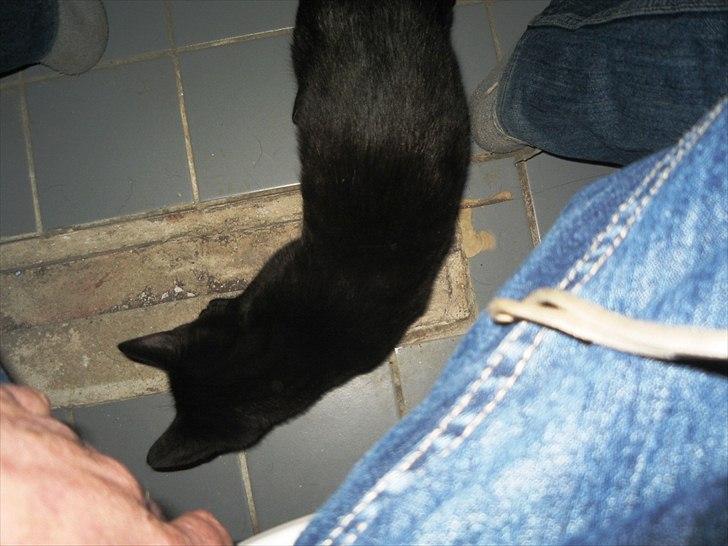 Huskat Edward billede 6