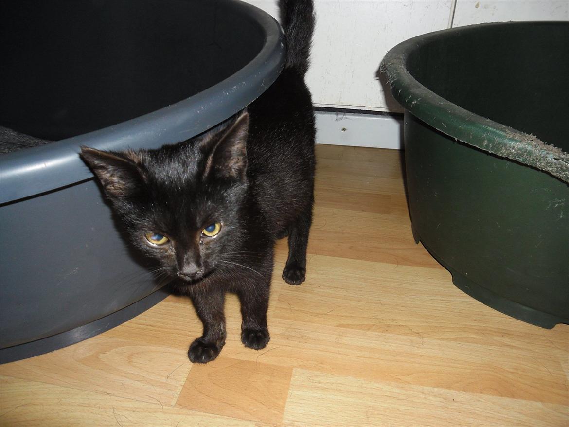 Huskat Fantom billede 2