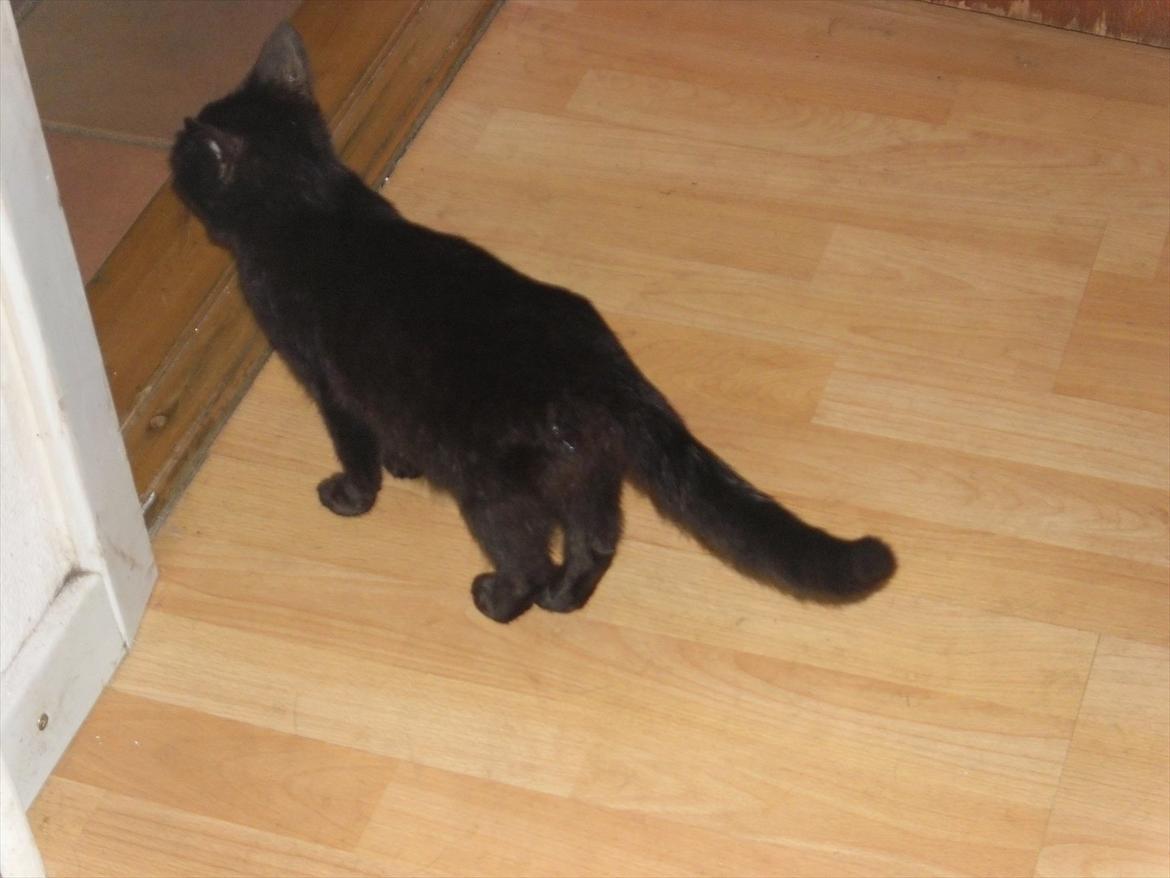 Huskat Fantom billede 5