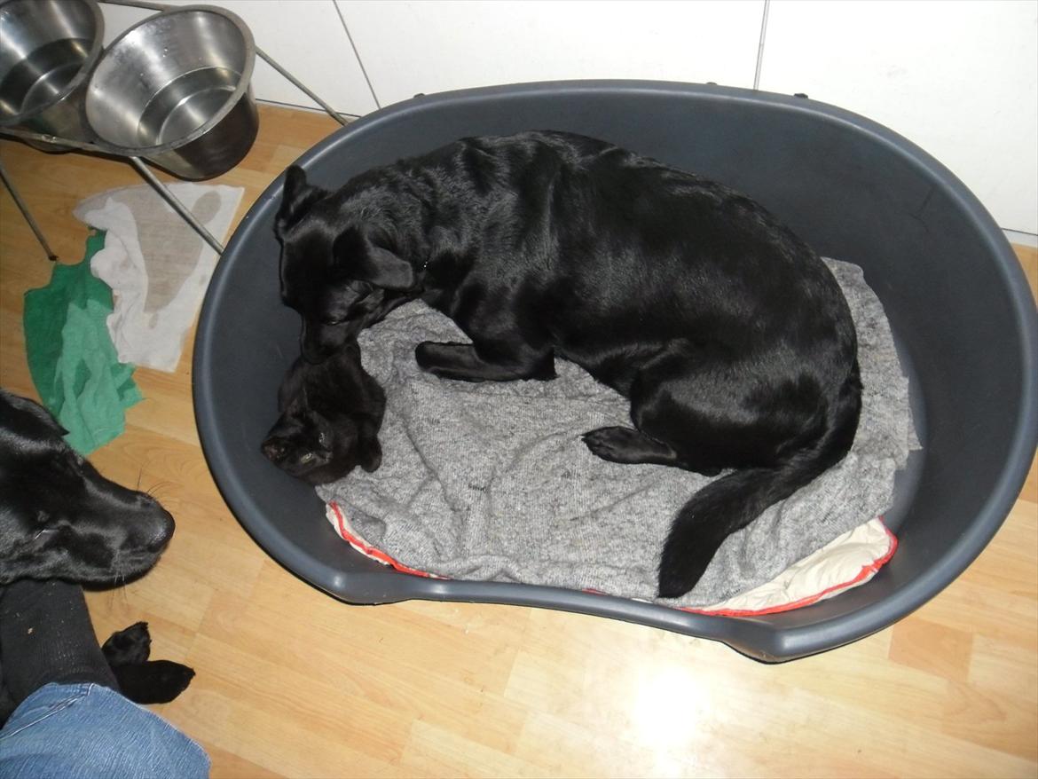 Huskat Fantom billede 4