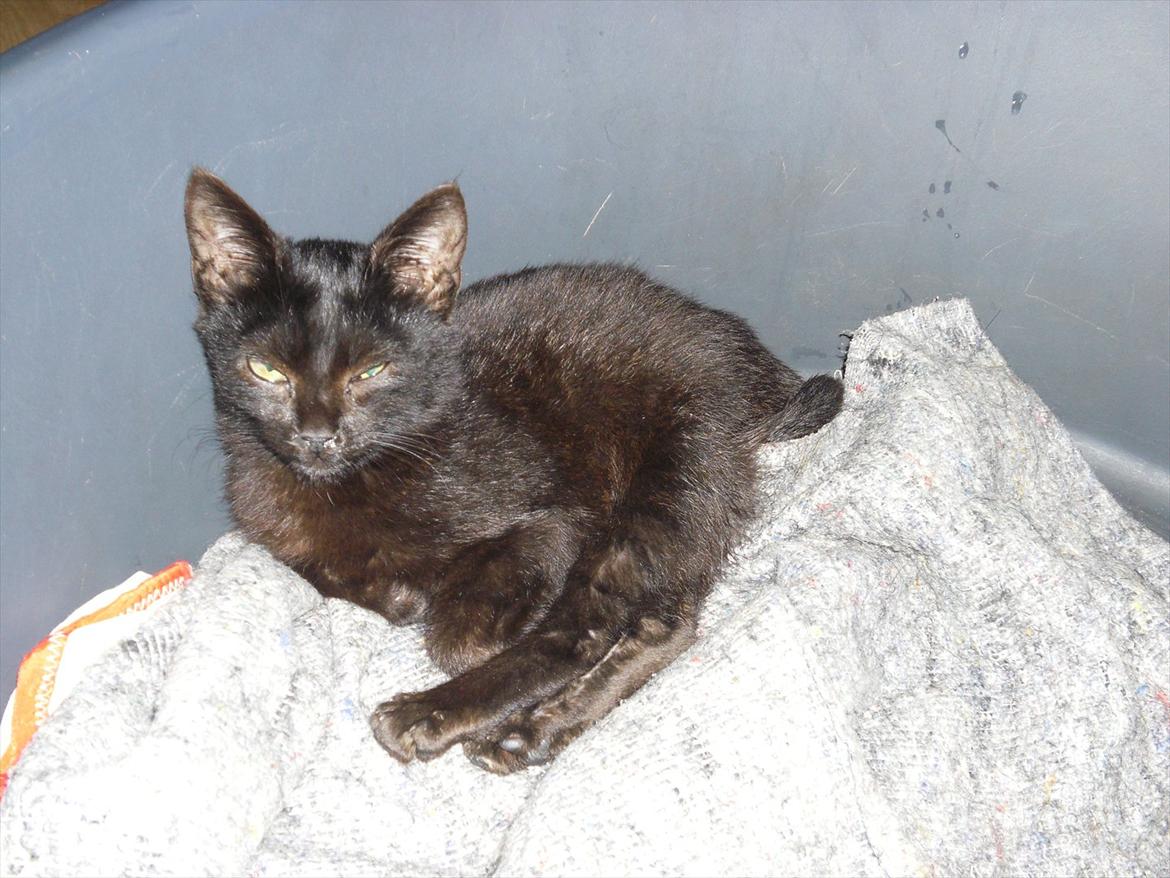 Huskat Fantom billede 1