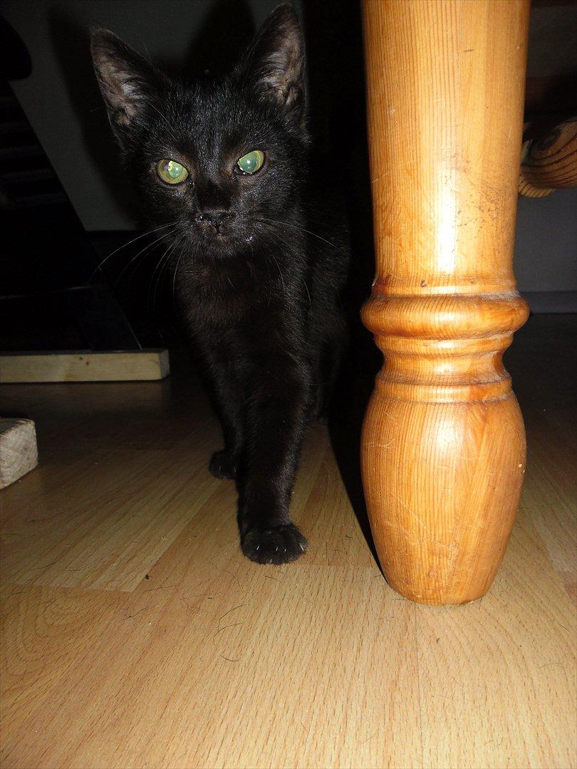 Huskat Fantom billede 6