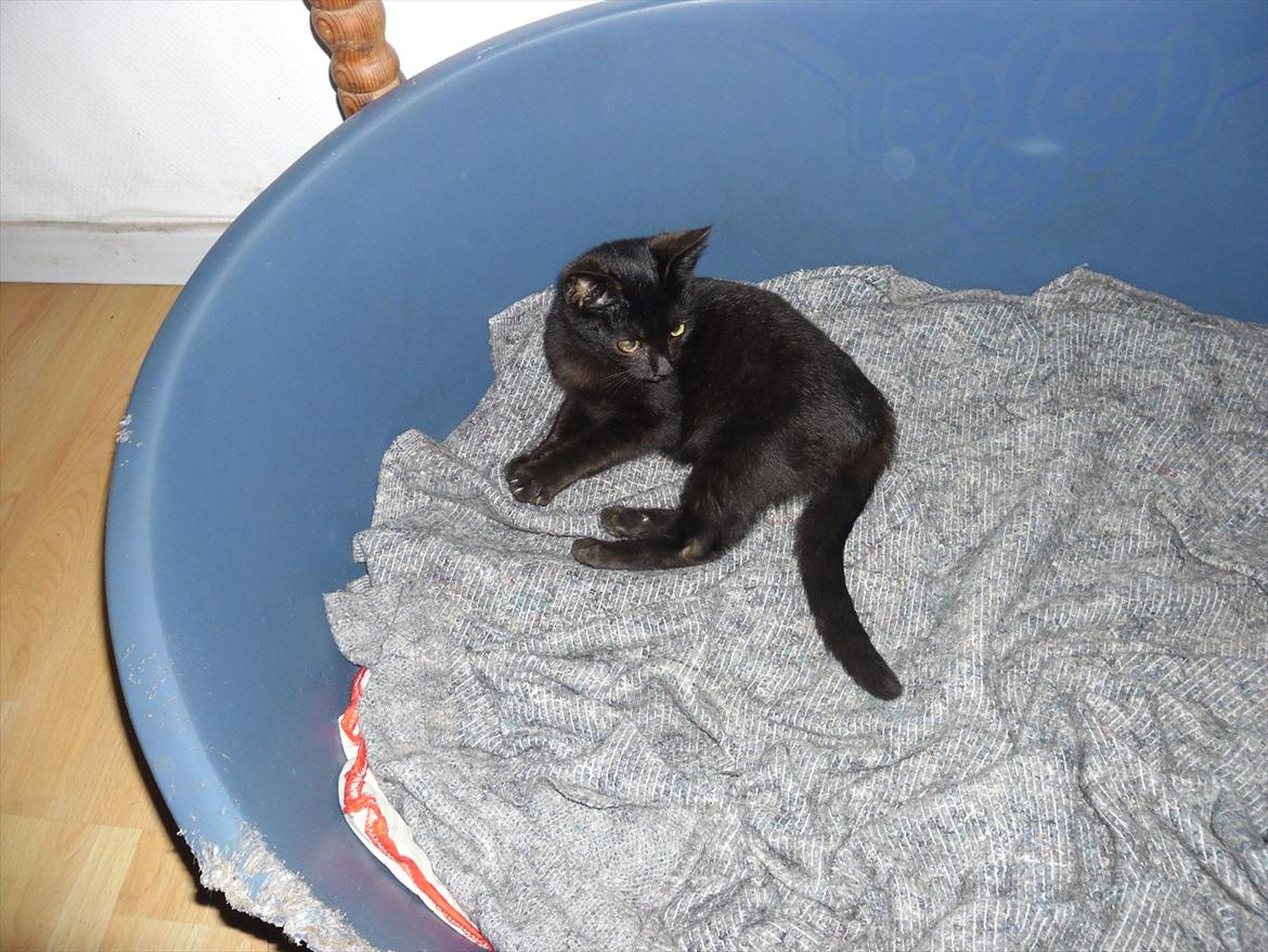 Huskat Fantom billede 7