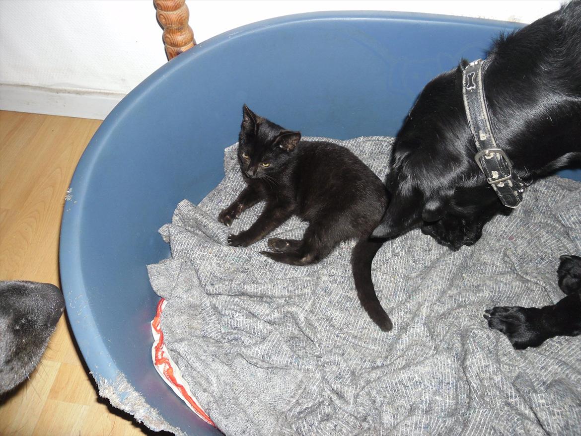 Huskat Fantom billede 8