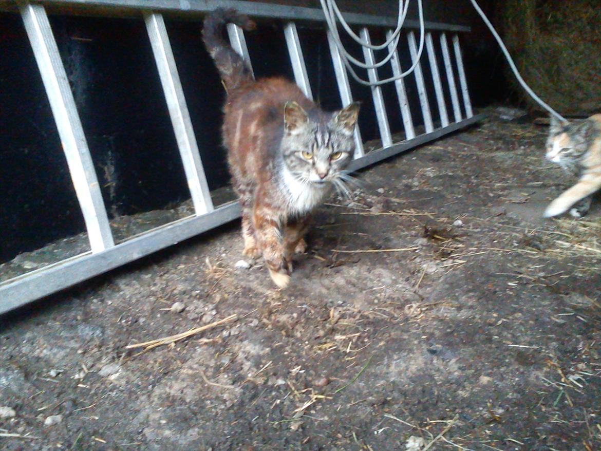 Blanding af racer MR. Saxso billede 6