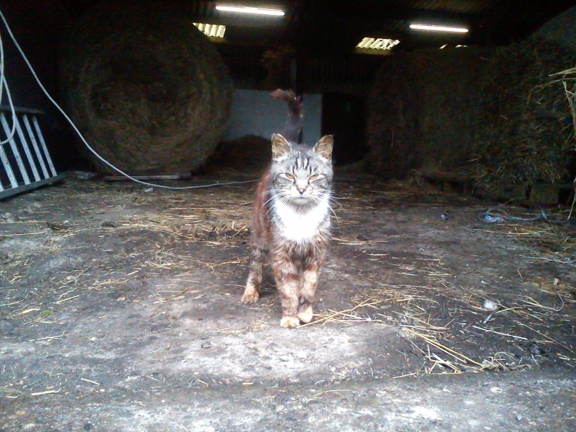 Blanding af racer MR. Saxso billede 7