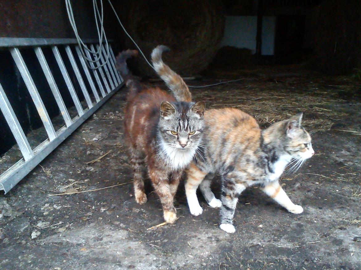 Blanding af racer MR. Saxso billede 11