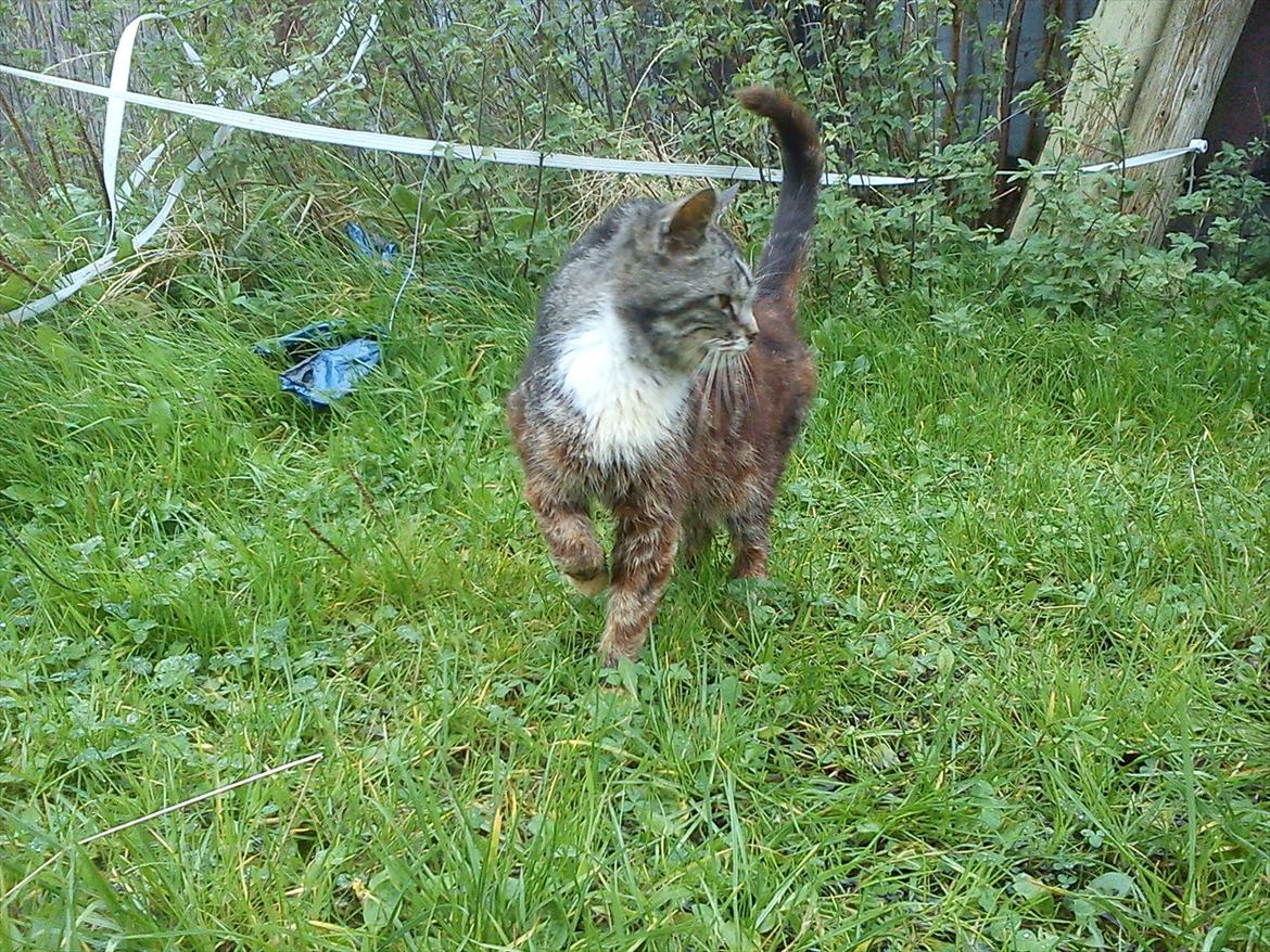 Blanding af racer MR. Saxso billede 15