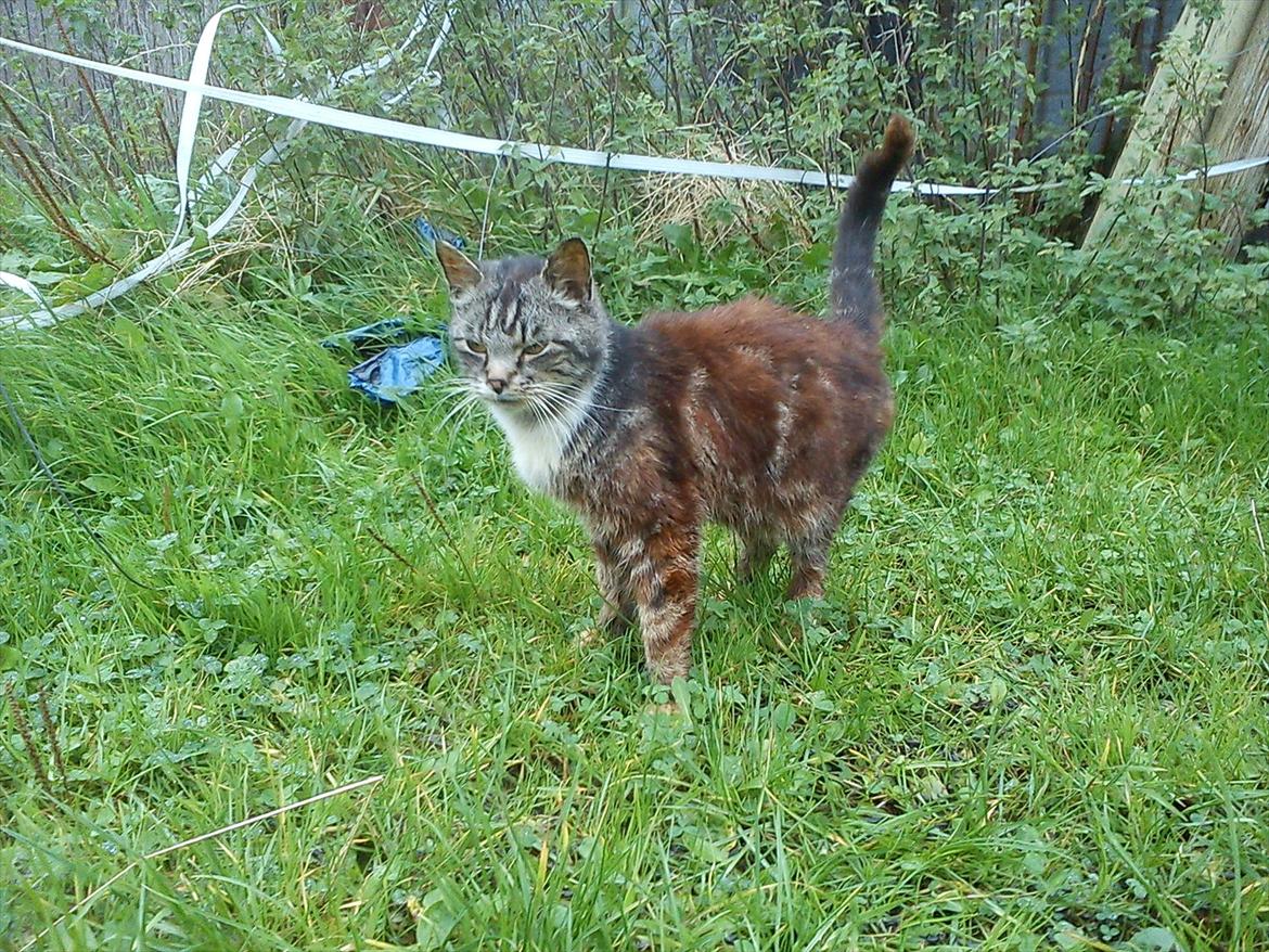 Blanding af racer MR. Saxso billede 16