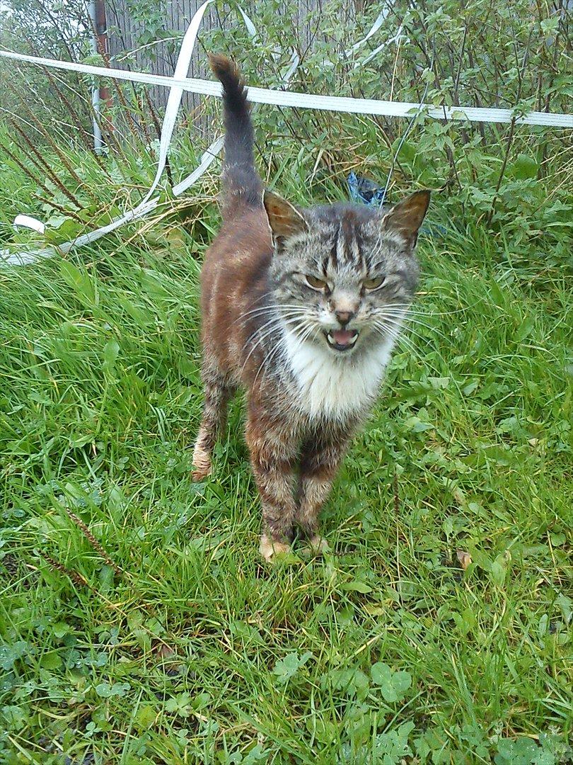 Blanding af racer MR. Saxso billede 17