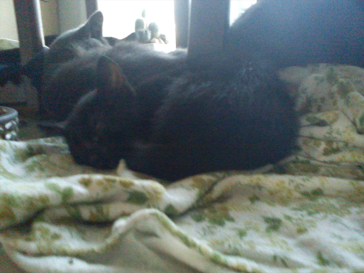 Huskat Marie - Marie ligger om bagved billede 2