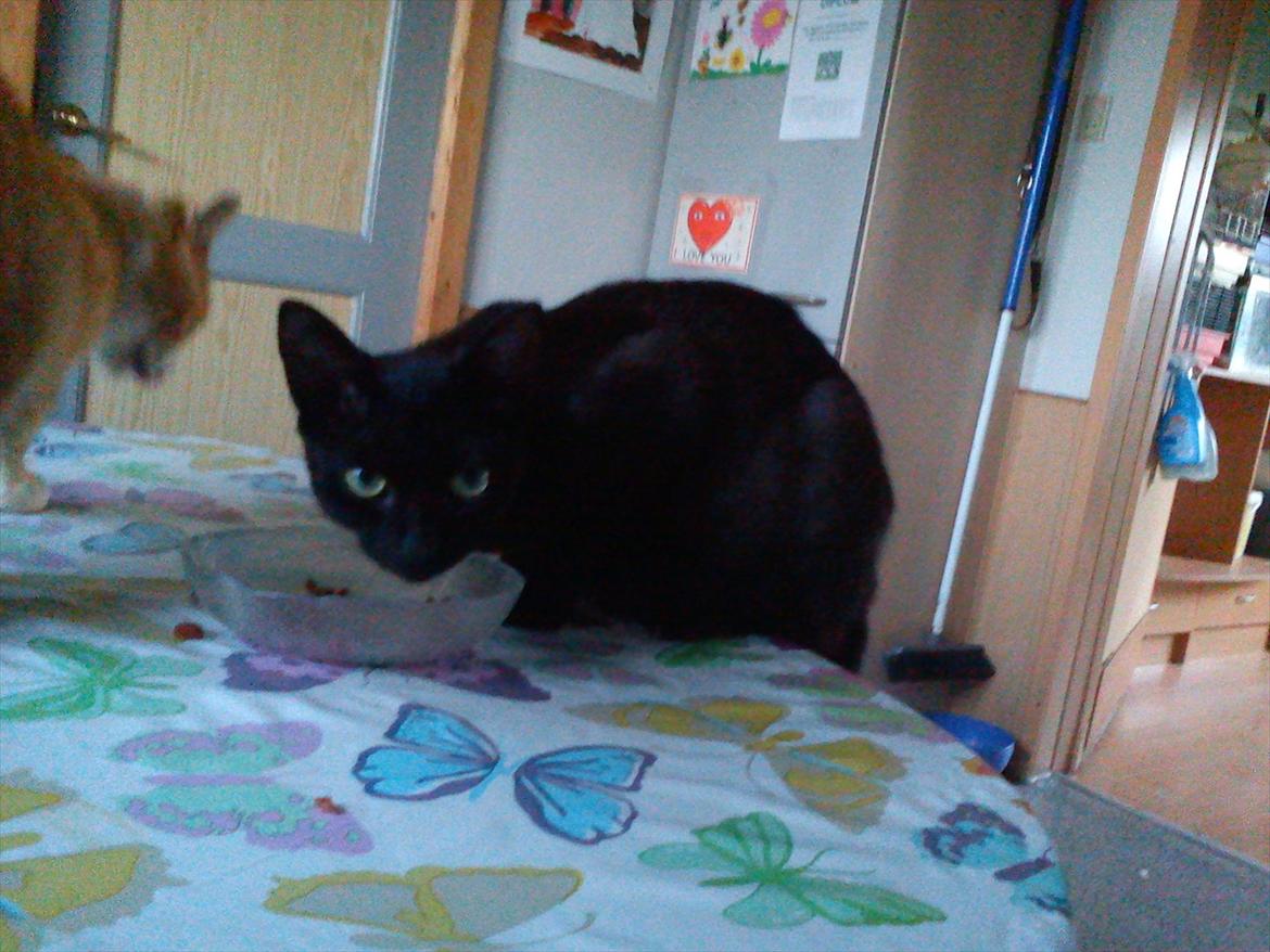 Huskat Marie billede 5