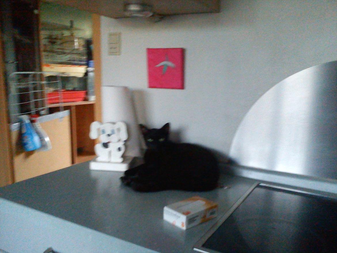 Huskat Marie billede 4