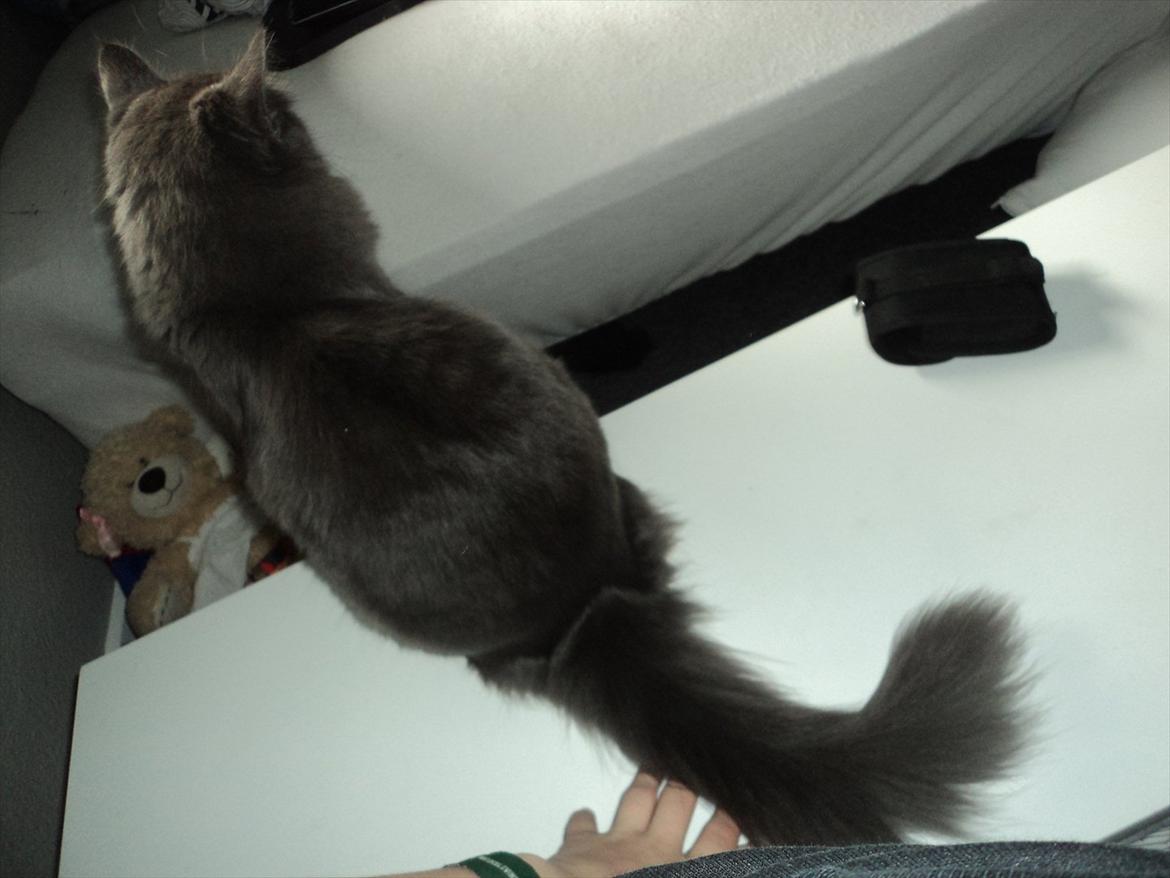 Blanding af racer Findus billede 7