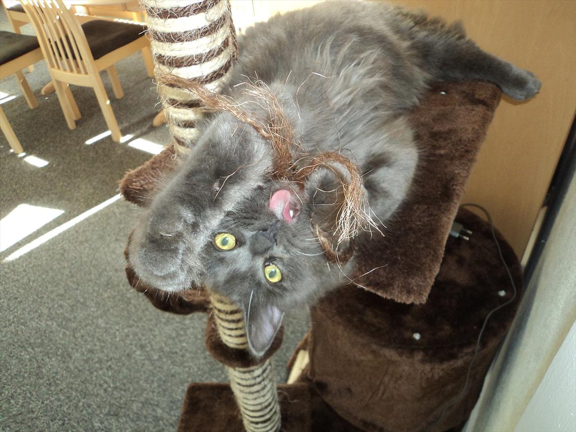 Blanding af racer Findus - Findus leger og ser farlig ud*SS* billede 8