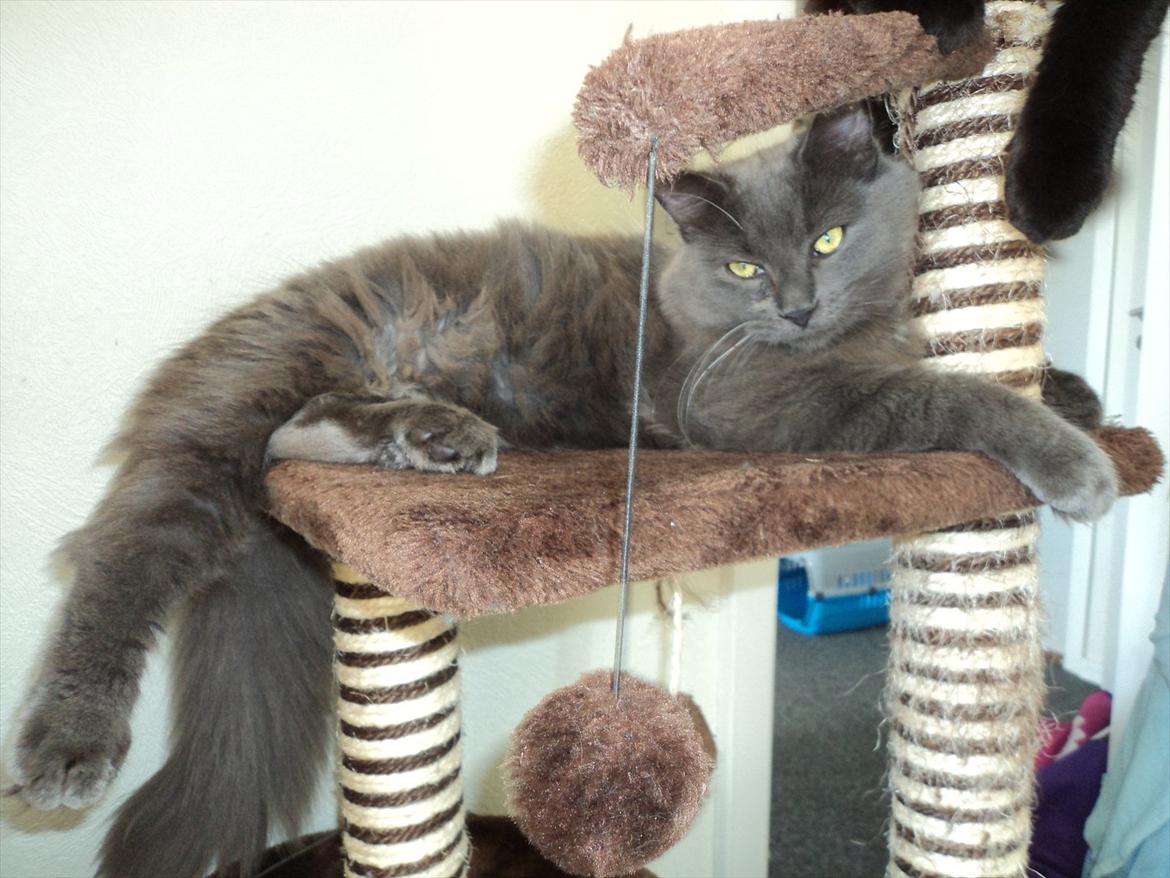 Blanding af racer Findus billede 9