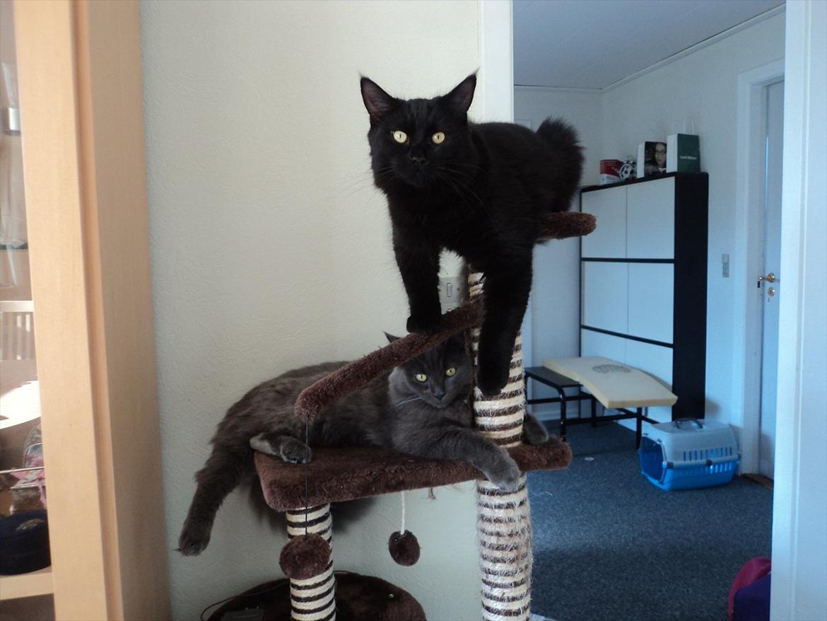 Blanding af racer Findus - Findus og hans bror Figaro billede 10