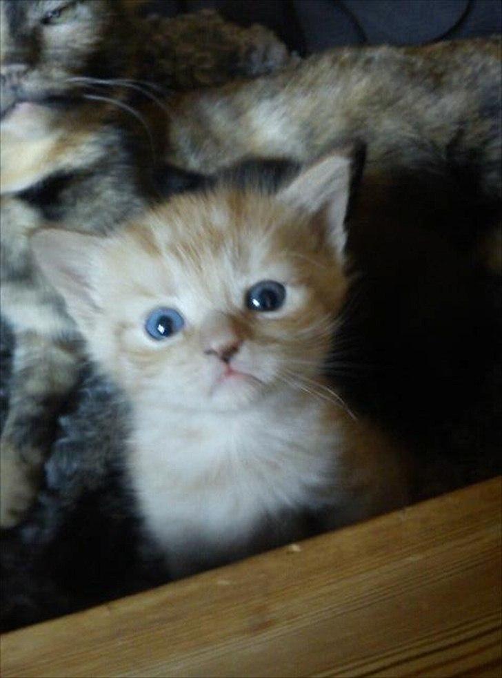 Huskat Tarzan *Efterlyst* - Det første billede jeg så af ham <3 *Hos tidl. ejer* billede 2