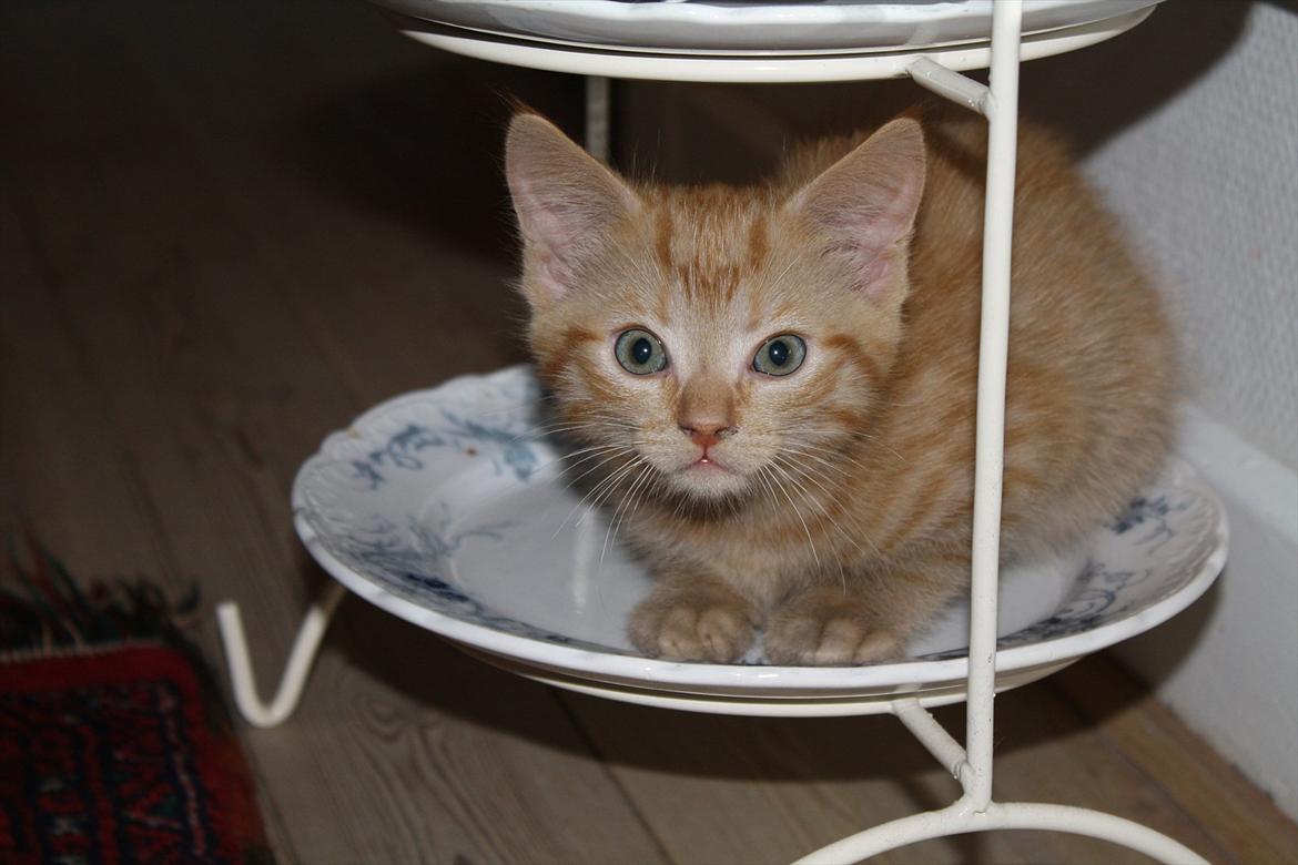 Huskat Tarzan *Efterlyst* - Så fræk han er ;) *Hos tidl. ejer* billede 3