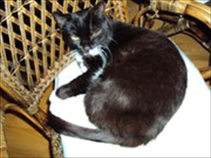 Huskat Lucky *Mit et og alt* R.I.P billede 2