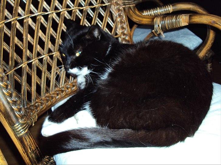 Huskat Lucky *Mit et og alt* R.I.P billede 3