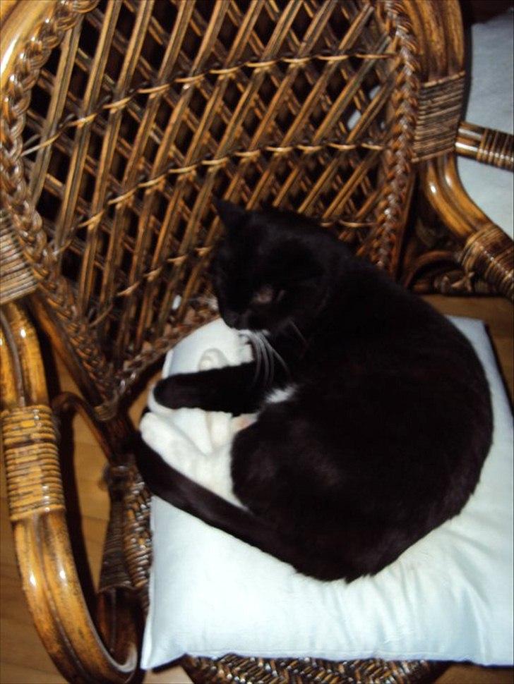 Huskat Lucky *Mit et og alt* R.I.P billede 4