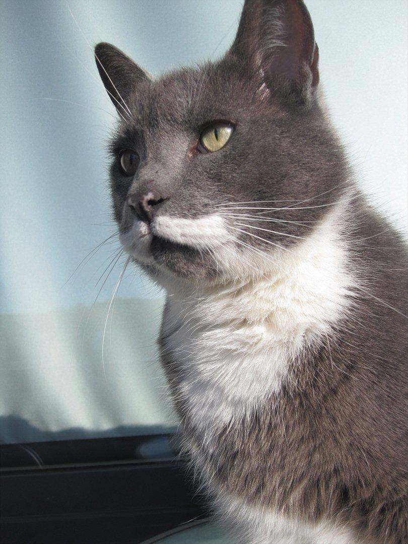 Huskat Birger billede 1