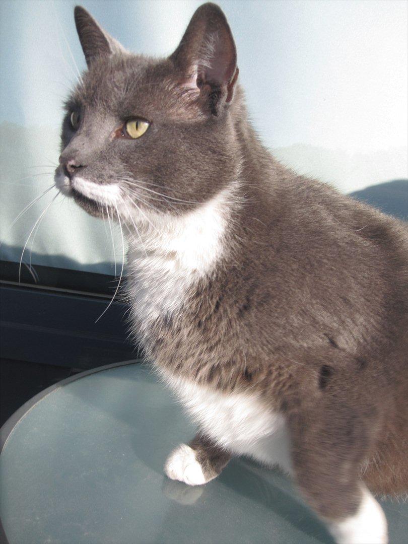 Huskat Birger billede 2